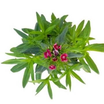 Dianthus 'Dinetta Pink'