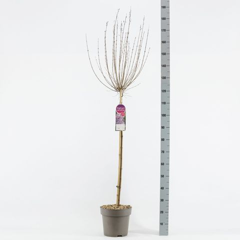 Syringa SUGAR PLUM FAIRY