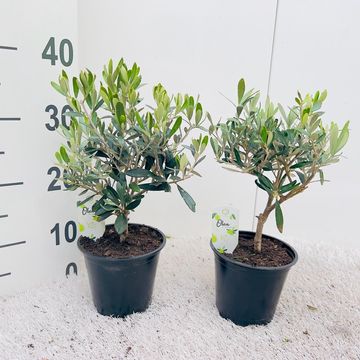 Olea europaea