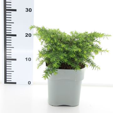 Tsuga canadensis 'Jeddeloh'