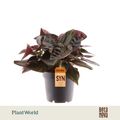 Syngonium erythrophyllum 'Red Arrow'