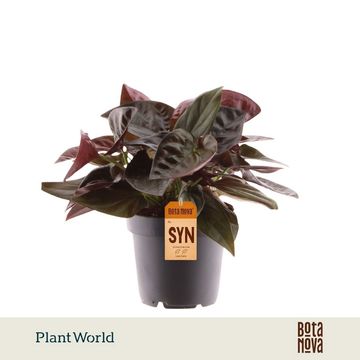 Syngonium erythrophyllum 'Red Arrow'