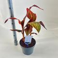 Canna 'Tropicana'