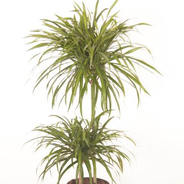 Dracaena reflexa 'Anita'