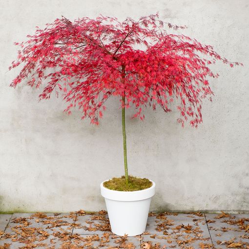 Acer palmatum 'Emerald Lace'