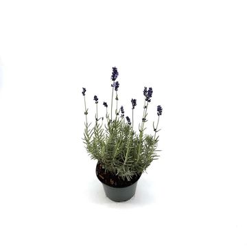 Lavandula angustifolia angustifolia