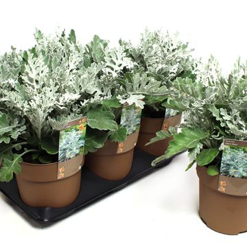 Senecio cineraria 'Silverdust'