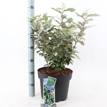 Elaeagnus x ebbingei 'Compacta'