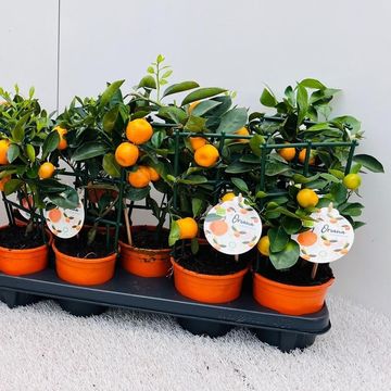 x Citrofortunella microcarpa