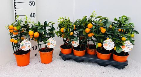 x Citrofortunella microcarpa