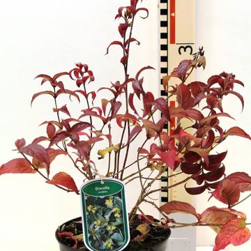 Diervilla sessilifolia