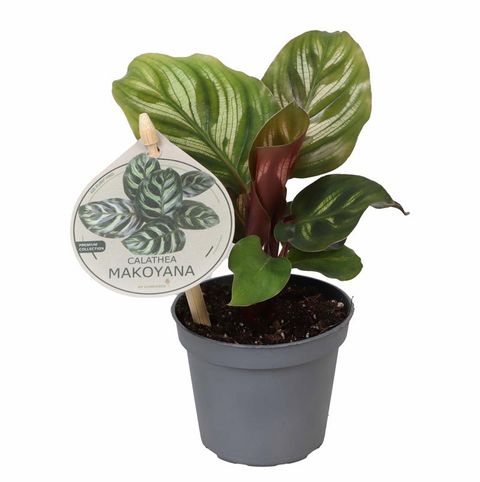Calathea makoyana