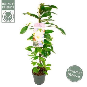 Magnolia FAIRY MAGNOLIA BLUSH