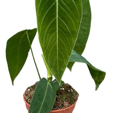 Anthurium warocqueanum x waterburyanum