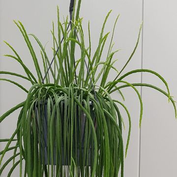 Plant in a Box - Lepismium Bolivianum plante suspendue - Pot ⌀ 17cm -  Hauteur ↕ 25cm