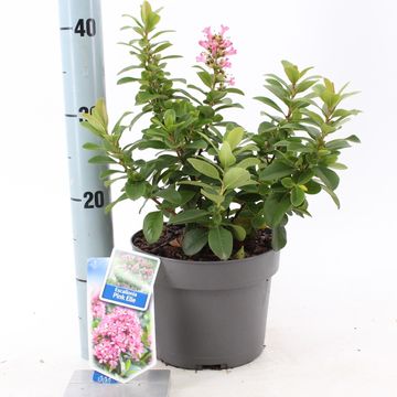 Escallonia laevis PINK ELLE