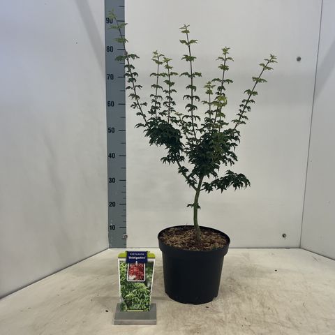 Acer palmatum 'Shishigashira'