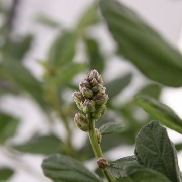 Ceanothus griseus 'Yankee Point'