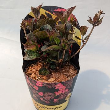 Hydrangea serrata DAREDEVIL