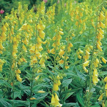 Digitalis grandiflora