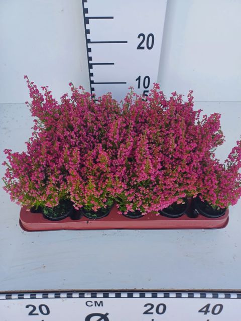 Erica gracilis MIX