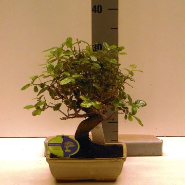 Quercus suber