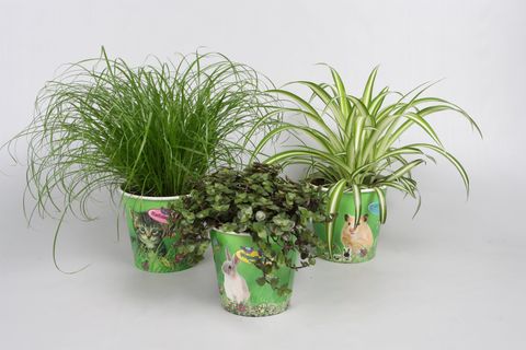 Plantes d'interieur PET MIX