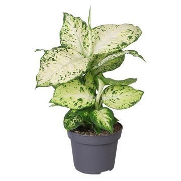 Dieffenbachia 'Amy'