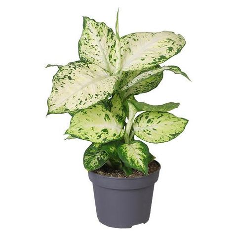 Dieffenbachia 'Amy'