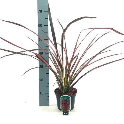 Phormium 'Evening Glow'