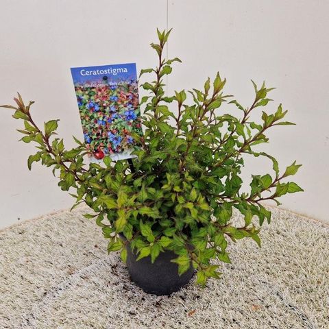 Ceratostigma willmottianum FOREST BLUE