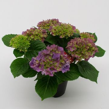 Hydrangea macrophylla HOVARIA HOBERGINE