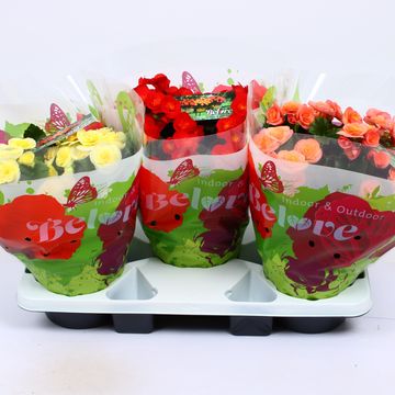 Begonia BELOVE MIX