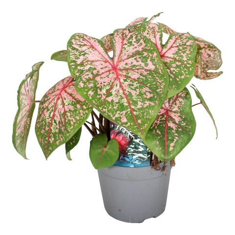 Caladium 'Pink Beauty'
