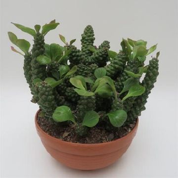 Euphorbia ritchiei