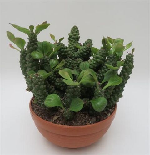 Euphorbia ritchiei