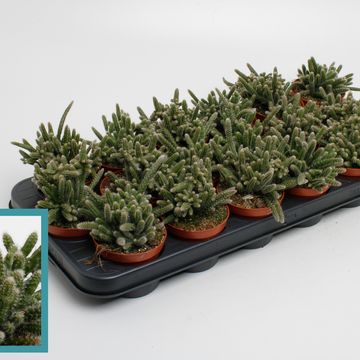 Rhipsalis baccifera horrida