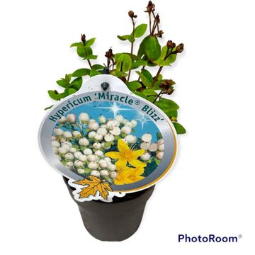 Hypericum MIRACLE BLIZZ