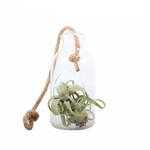 Arrangement Tillandsia