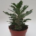Pachypodium saundersii
