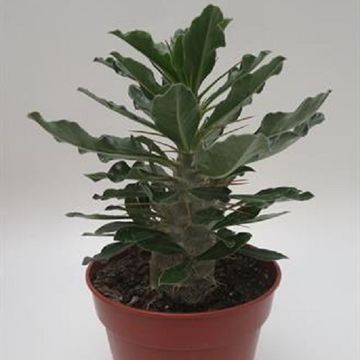 Pachypodium saundersii