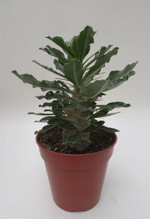 Pachypodium saundersii