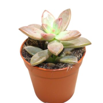 x Graptosedum 'California Sunset'