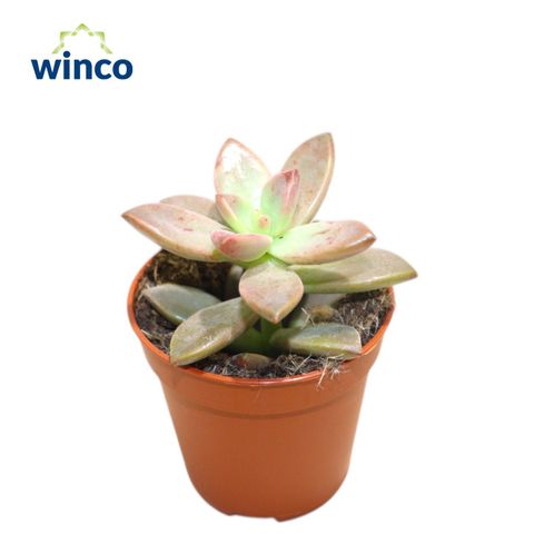 x Graptosedum 'California Sunset'