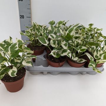 Epipremnum aureum 'Glacier'