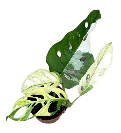 Monstera adansonii 'Variegata'