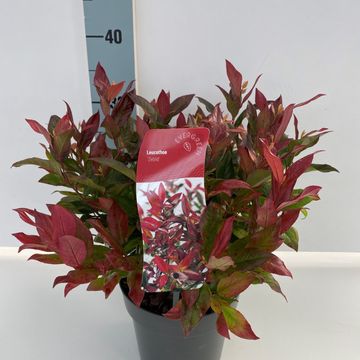 Leucothoe 'Zeblid'