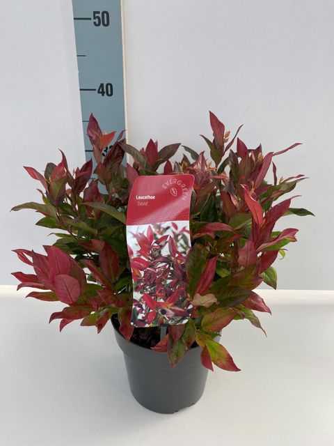 Leucothoe 'Zeblid'