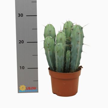 Myrtillocactus geometrizans