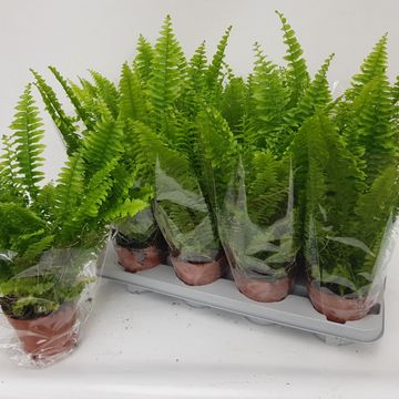 Nephrolepis exaltata 'Bostoniensis'